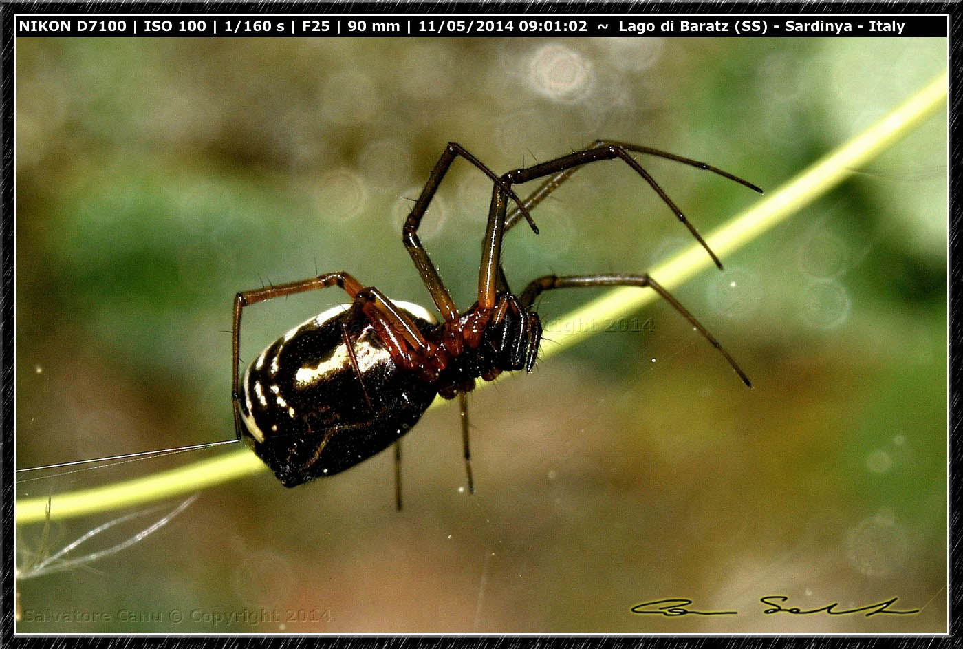 Frontinellina frutetorum dal Lago di Baratz (SS)